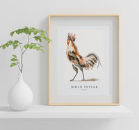 Johan Teyler - A Cock (2)