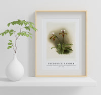 Frederick Sander - Cypripedium lathamianum inversum from Reichenbachia Orchids-1847-1920