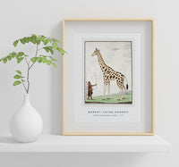 Robert Jacob Gordon - Giraffa camelopardalis giraffe (1779)