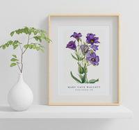 Mary Vaux Walcott - Eustoma russelianum (1930)