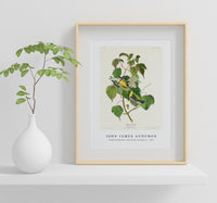 John James Audubon - Hemlock Warbler from Birds of America (1827)