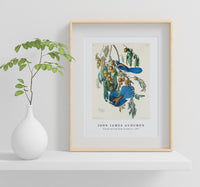John James Audubon - Florida Jay from Birds of America (1827)