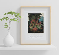 Robert John Thornton - The Maggot–Bearing Stapelia from The Temple of Flora (1807)