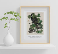 John James Audubon - Night Hawk from Birds of America (1827)