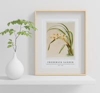 Frederick Sander - Cymbidium (hybridum) winnianum from Reichenbachia Orchids-1847-1920