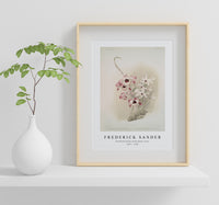 Frederick Sander - Dendrobium (hybridum) venus-1847-1920