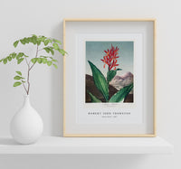 Robert John Thornton - Indian Reed from The Temple of Flora (1807)