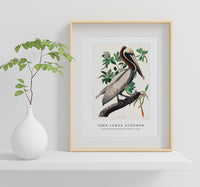 John James Audubon - Brown Pelican from Birds of America (1827)