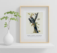 John James Audubon - Three-toed Woodpecker from Birds of America (1827)
