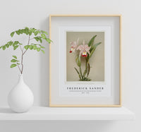 Frederick Sander - Cattleya ballantiniana from Reichenbachia Orchids-1847-1920