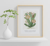 Robert Jacob Gordon - Hoodia gordonii Bushman’s hat (1777–1786)