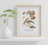 Johan Teyler - A Blue Tit and a Great Tit