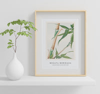 Megata Morikaga - Japanese Bamboo during 1870–1880