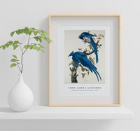 John James Audubon - Columbia Jay from Birds of America (1827)