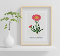 Robert Jacob Gordon - Carpobrotus quadrifidus L. Bolus (1777–1786)