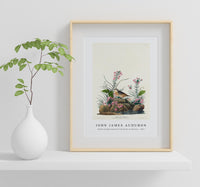 John James Audubon - Yellow-winged Sparrow from Birds of America (1827)