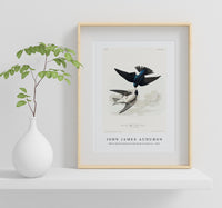 John James Audubon - White-bellied Swallow from Birds of America (1827)