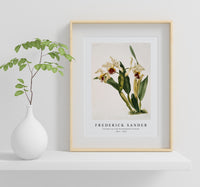 Frederick Sander - Cattleya rex from Reichenbachia Orchids-1847-1920