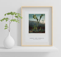 Robert John Thornton - American Bog Plants from The Temple of Flora (1807)