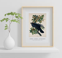 John James Audubon - Raven from Birds of America (1827)