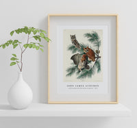 John James Audubon - Little Screech Owl from Birds of America (1827)