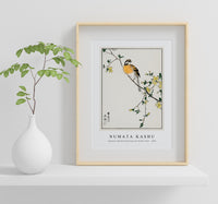 Numata Kashu - Japanese Meadow Bunting and Golden Ball illustration from Pictorial Monograph of Birds (1885)