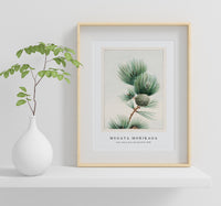 Megata Morikaga - Gayo matsu pine during 1870–1880