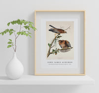 John James Audubon - Red-shouldered Hawk from Birds of America (1827)
