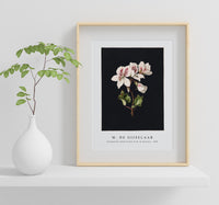 M. de Gijselaar - Pelargonium album bicolor by M. de Gijselaar(1830)