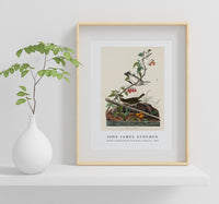 John James Audubon - Golden-crowned Thrush from Birds of America (1827)