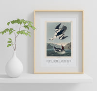 John James Audubon - Smew or White Nun from Birds of America (1827)