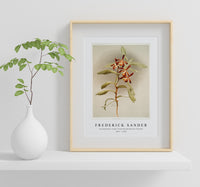 Frederick Sander - Arachnanthe clarkei from Reichenbachia Orchids-1847-1920