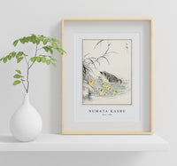 Numata Kashu - Duck illustration from Pictorial Monograph of Birds (1885)