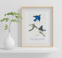 John James Audubon - Blue-bird from Birds of America (1827)