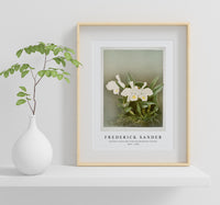 Frederick Sander - Cattleya trianæ alba from Reichenbachia Orchids-1847-1920