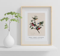 John James Audubon - Painted Finch from Birds of America (1827)