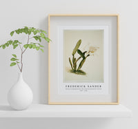 Frederick Sander - Cattleya lueddemanniana alba from Reichenbachia Orchids-1847-1920