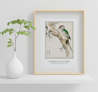 Numata Kashu - Japanese Green Woodpecker illustration from Pictorial Monograph of Birds (1885)