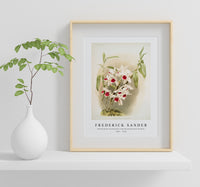 Frederick Sander - Dendrobium leechianum from Reichenbachia Orchids-1847-1920