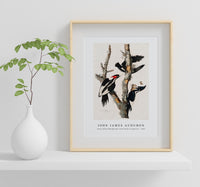 John James Audubon - Ivory-billed Woodpecker from Birds of America (1827)