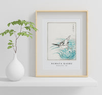 Numata Kashu - Mongolian Plover illustration from Pictorial Monograph of Birds (1885)