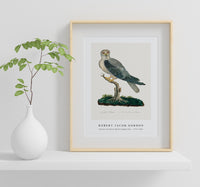 Robert Jacob Gordon - Elanus caeruleus Black-winged kite (1777–1786)