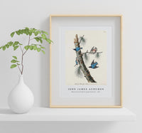 John James Audubon - White-breasted Black-capped Nuthatch from Birds of America (1827)