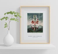 Robert John Thornton - Indian Reed from The Temple of Flora (1808)