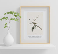 John James Audubon - Red-eyed Vireo from Birds of America (1827)