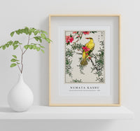 Numata Kashu - Chinese Bush-warbler and Drooping Peach iIllustration from Pictorial Monograph of Birds (1885)