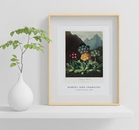 Robert John Thornton - A Group of Auriculas from The Temple of Flora (1808)