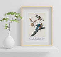 John James Audubon - Passenger Pigeon from Birds of America (1827)