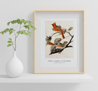 John James Audubon - Cardinal Grosbeak (1811)