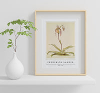 Frederick Sander - Cypripedium hybridum youngianum from Reichenbachia Orchids-1847-1920